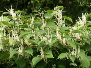 Renoué du Japon - Plante invasible - Priay