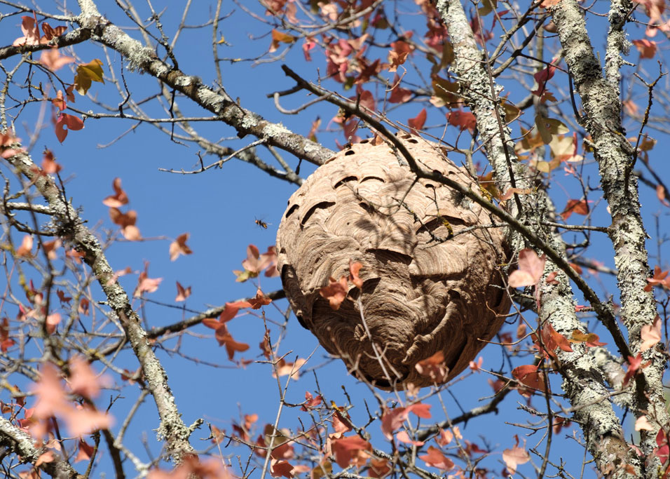 nid-secondaire-frelon-asiatique-0b1daad88b25a1932d73134cdf3ed7d492bdfd1f8e3ab07b45e075ed7da94beb