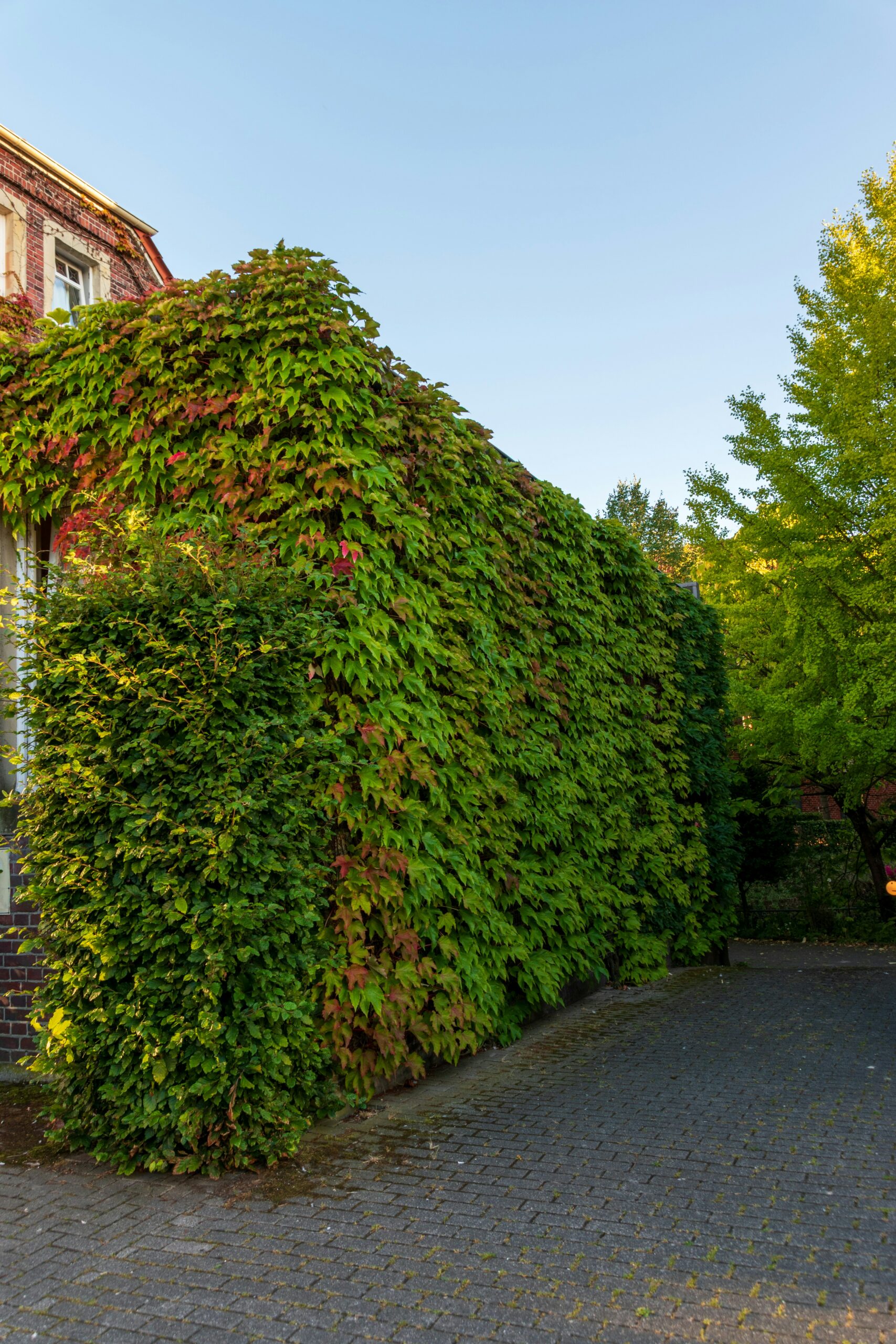 Règle de bon voisinage - taille des haies - Priay